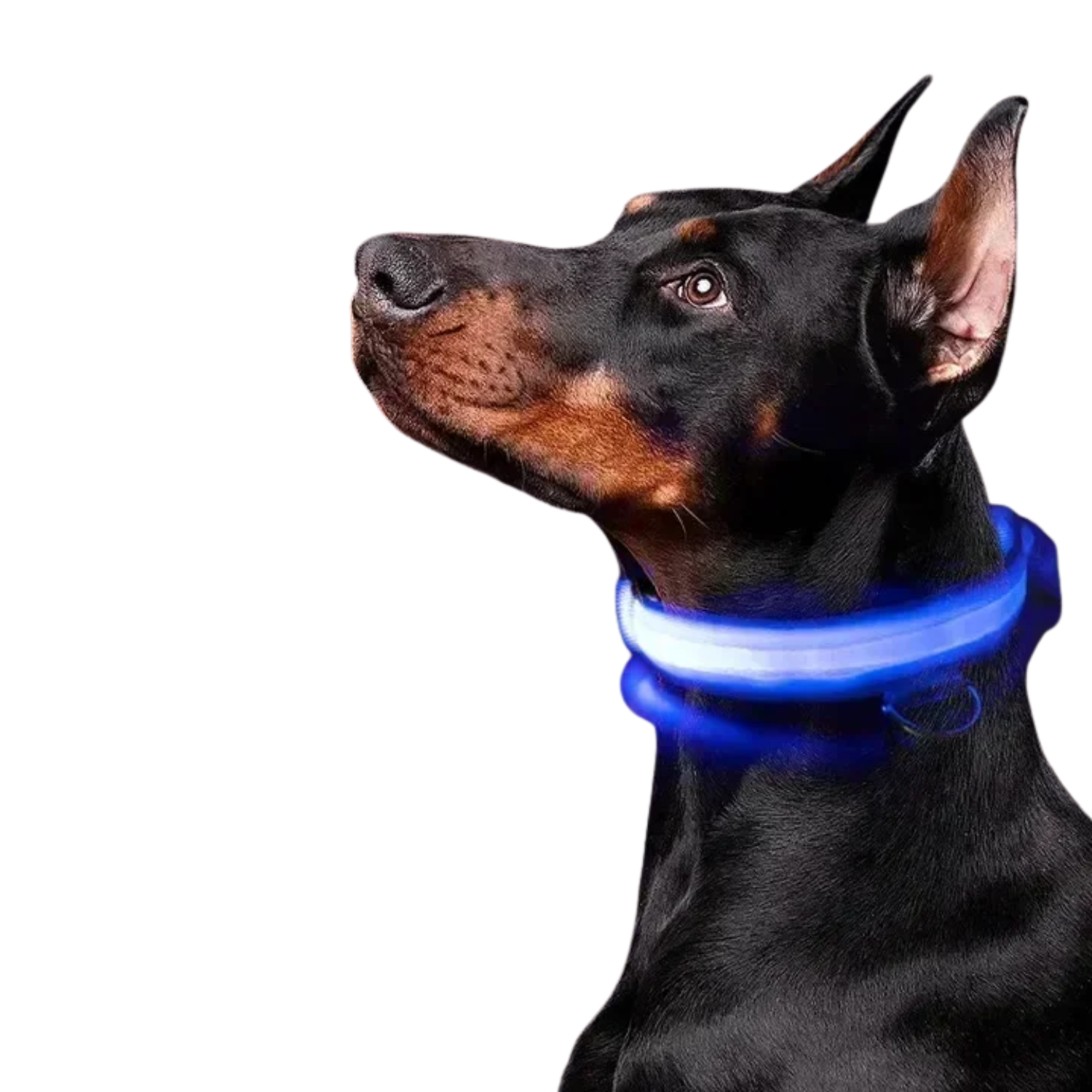 LED Glowing Dog Collar